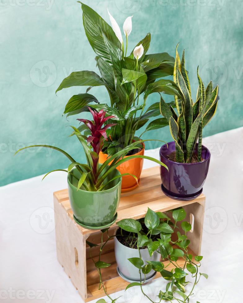 Golden pothos devils ivy epipremnum aureum bromeliad flower peace lily sansevieria serpente pianta sulla cassa di legno foto