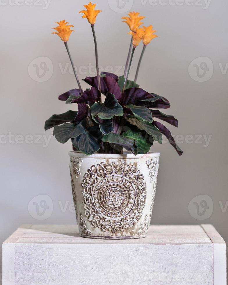 calathea crocata tassmania pianta da preghiera nel vaso vintage foto