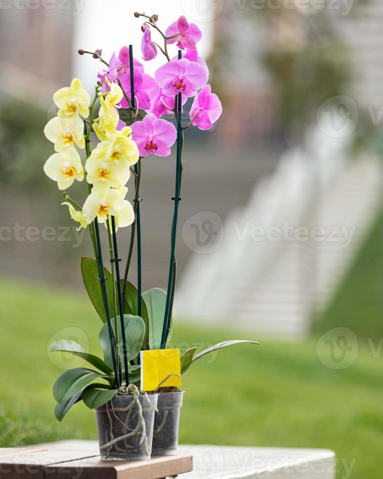 bellissime orchidee di falena gialla e rosa con sfondo verde foto