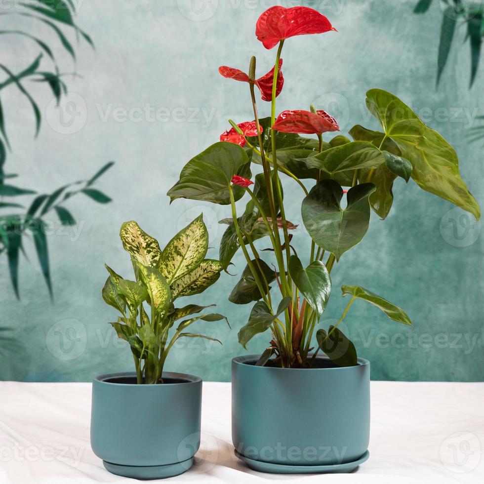 dieffenbachia canne mute anthurium laceleaf nel vaso blu foto