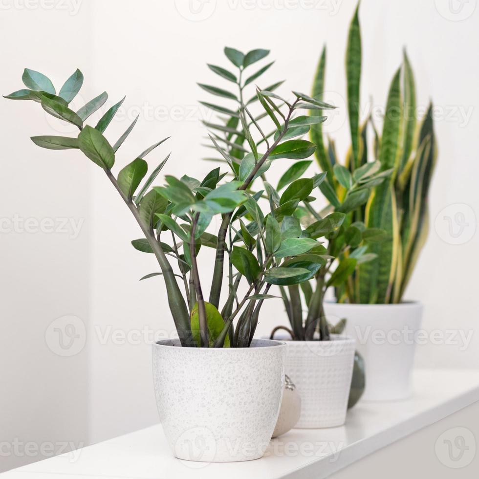 Zanzibar gem zamioculcas con pianta sansevieria su sfondo bianco foto