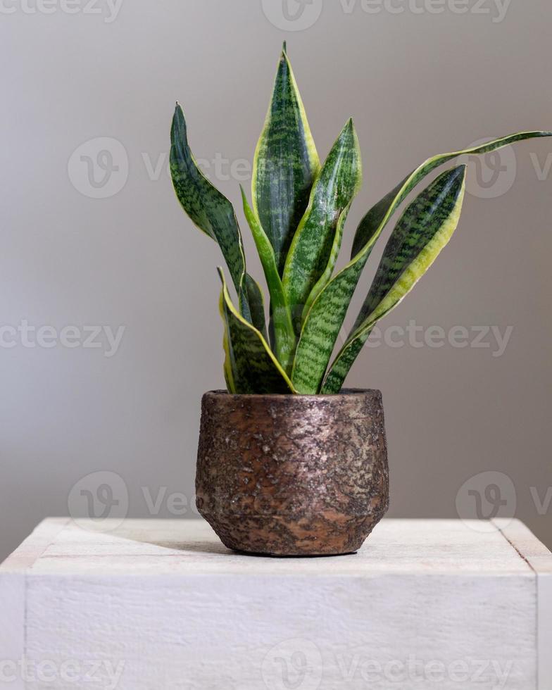 dracaena trifasciata pianta serpente in vecchio vaso metallico foto