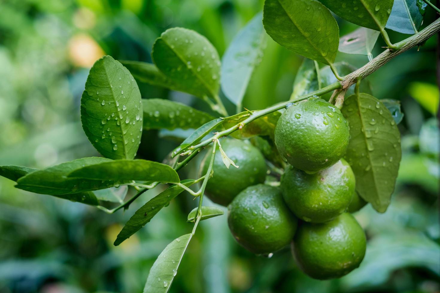 molti lime sul tiglio dopo la pioggia foto