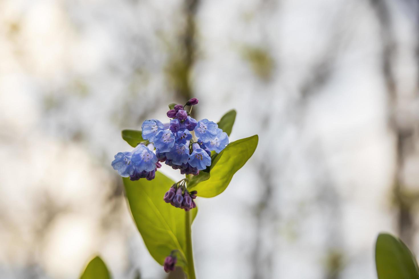 primo piano di fiori blu in un giardino in primavera foto