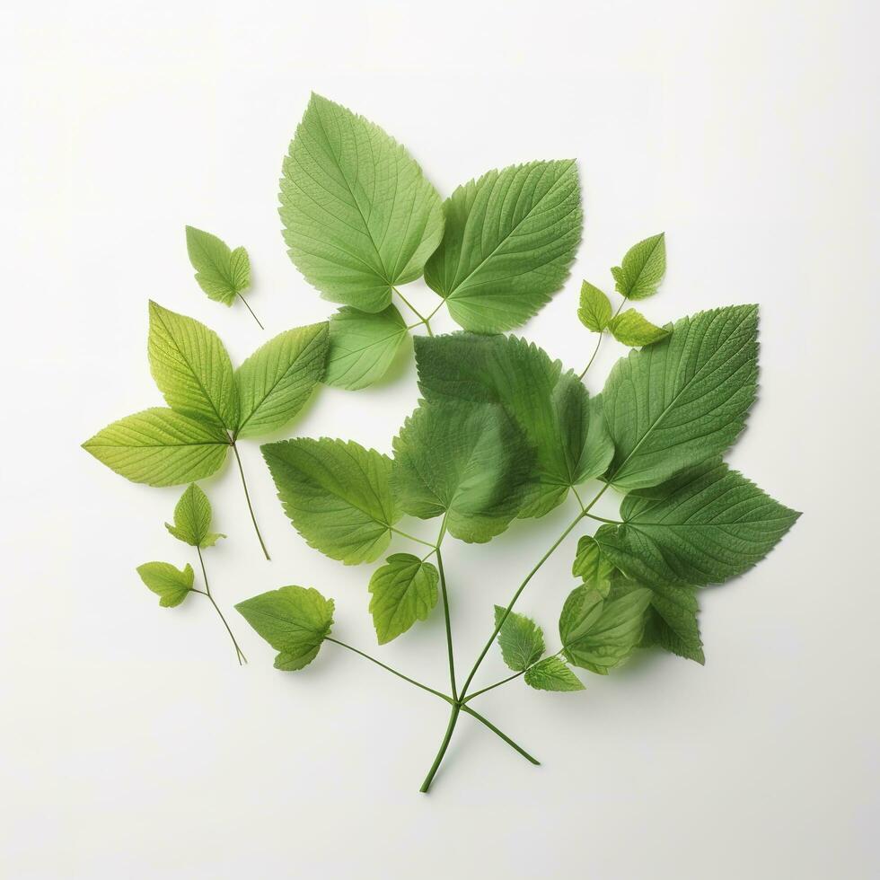 collezione di fresco erba le foglie. rucola spezie, erbe aromatiche su isolato su bianca sfondo, creare ai foto