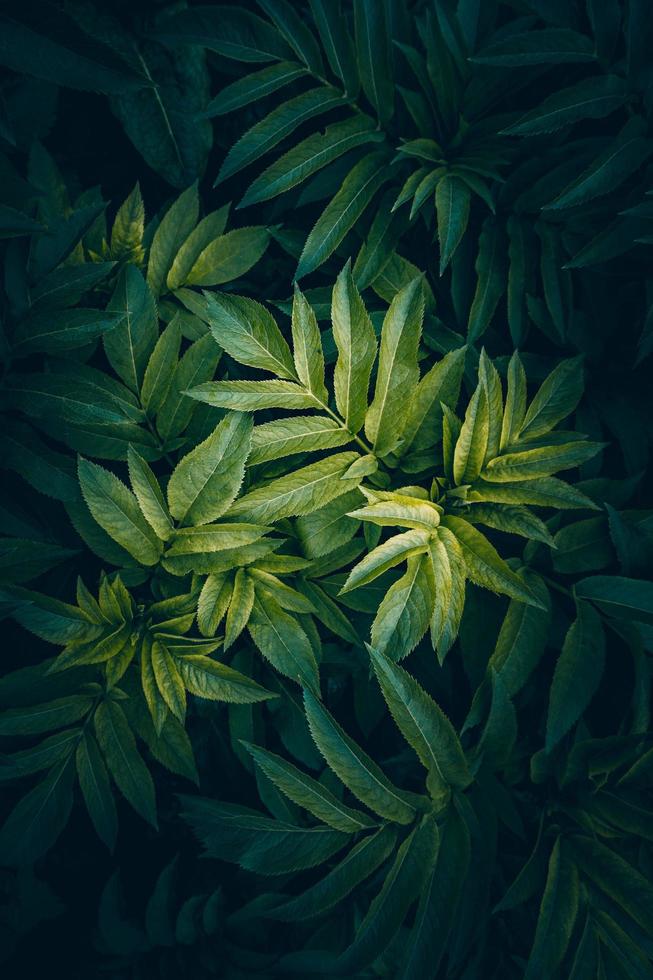 foglie di piante verdi nella stagione primaverile sfondo verde foto