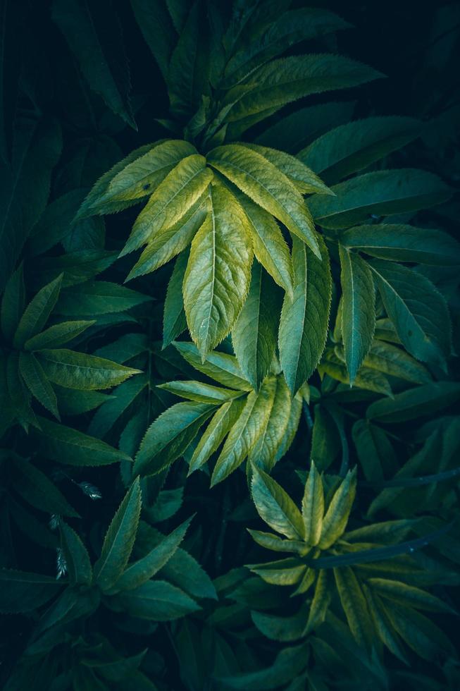 foglie di piante verdi nella stagione primaverile sfondo verde foto