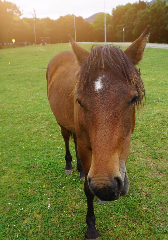 bellissimo ritratto di cavallo marrone nel prato foto