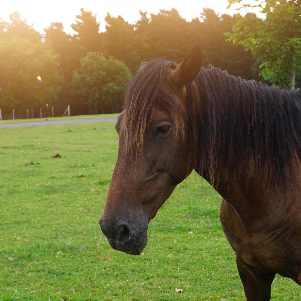 bellissimo ritratto di cavallo marrone nel prato foto