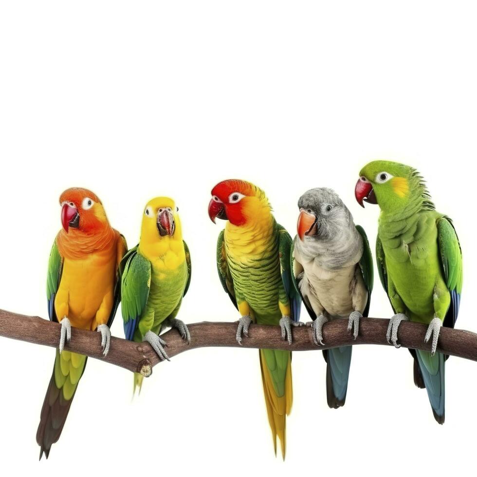 pappagalli isolato su bianca sfondo, creare ai foto