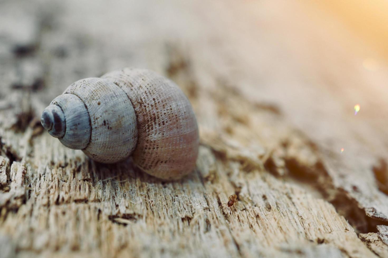 piccola lumaca nella natura foto