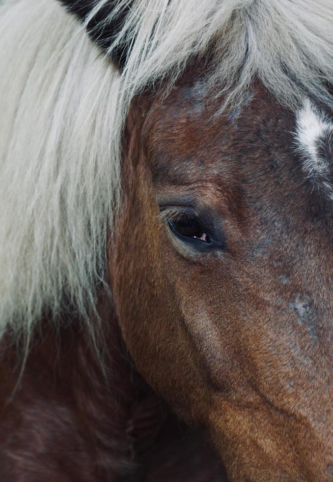 bellissimo ritratto di cavallo marrone nel prato foto