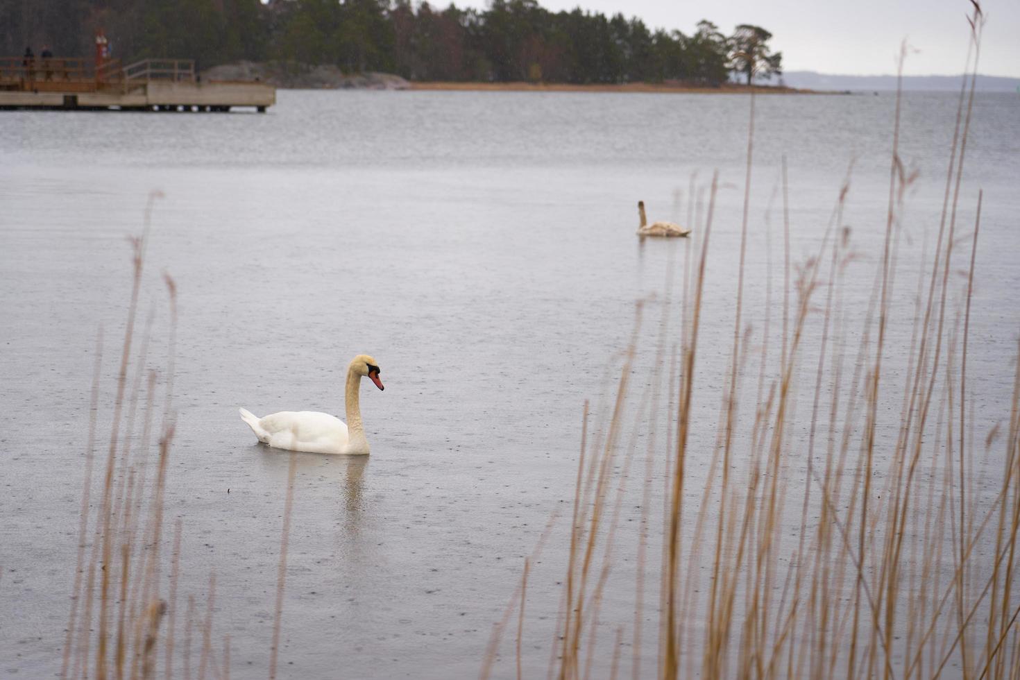 famiglia cigno bianco sulla costa del mar baltico in finlandia foto