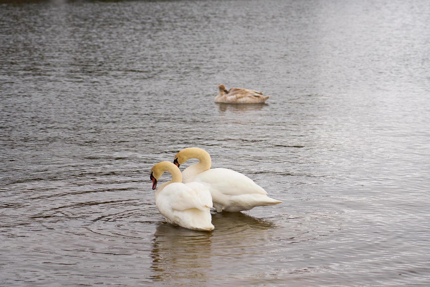 famiglia cigno bianco sulla costa del mar baltico in finlandia foto