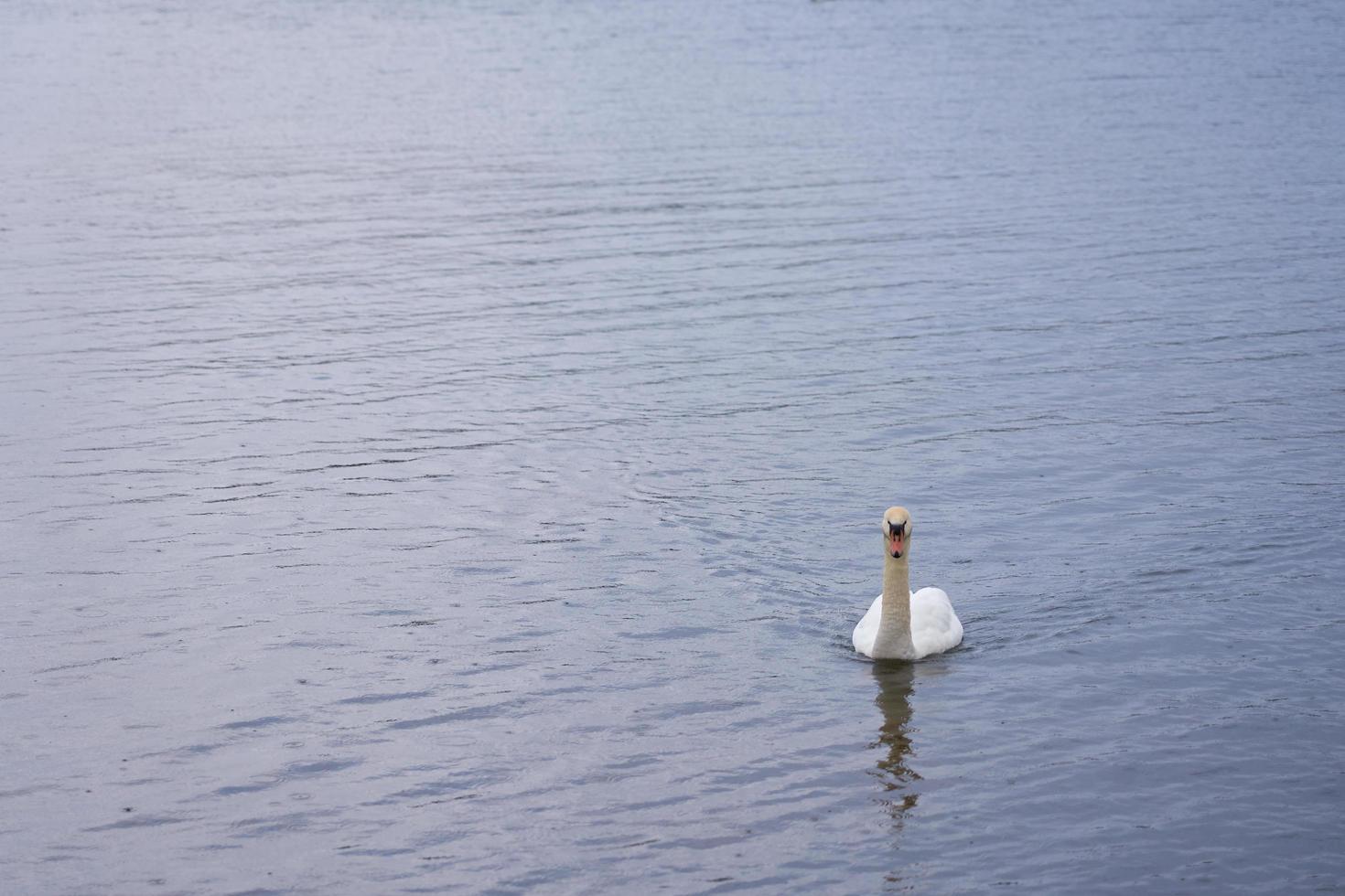 cigno bianco sulla costa del Mar Baltico in Finlandia foto