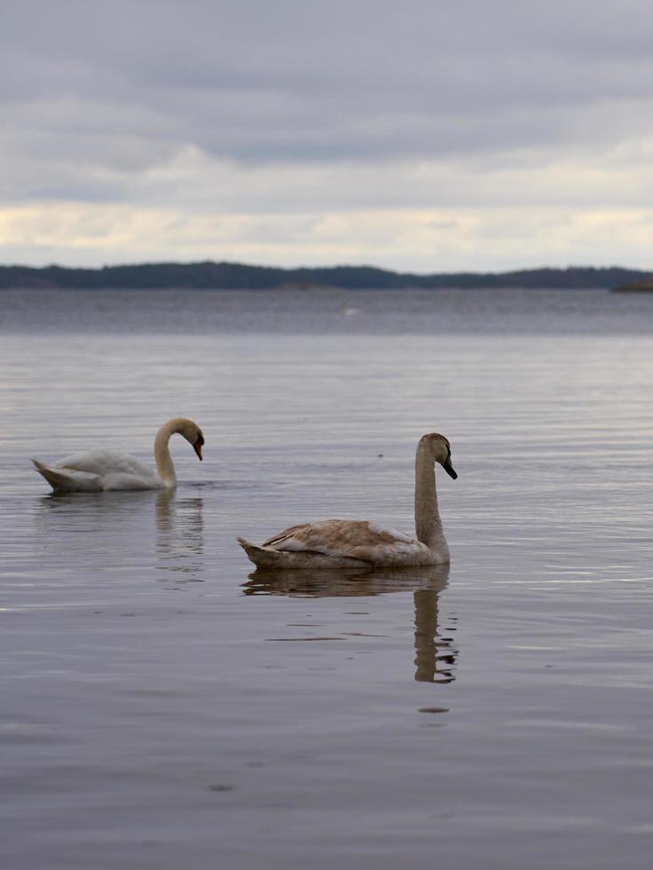 famiglia cigno bianco sulla costa del mar baltico in finlandia foto