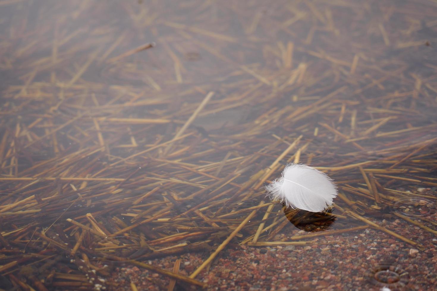 piuma di cigno bianco in acqua con spazio per il testo foto