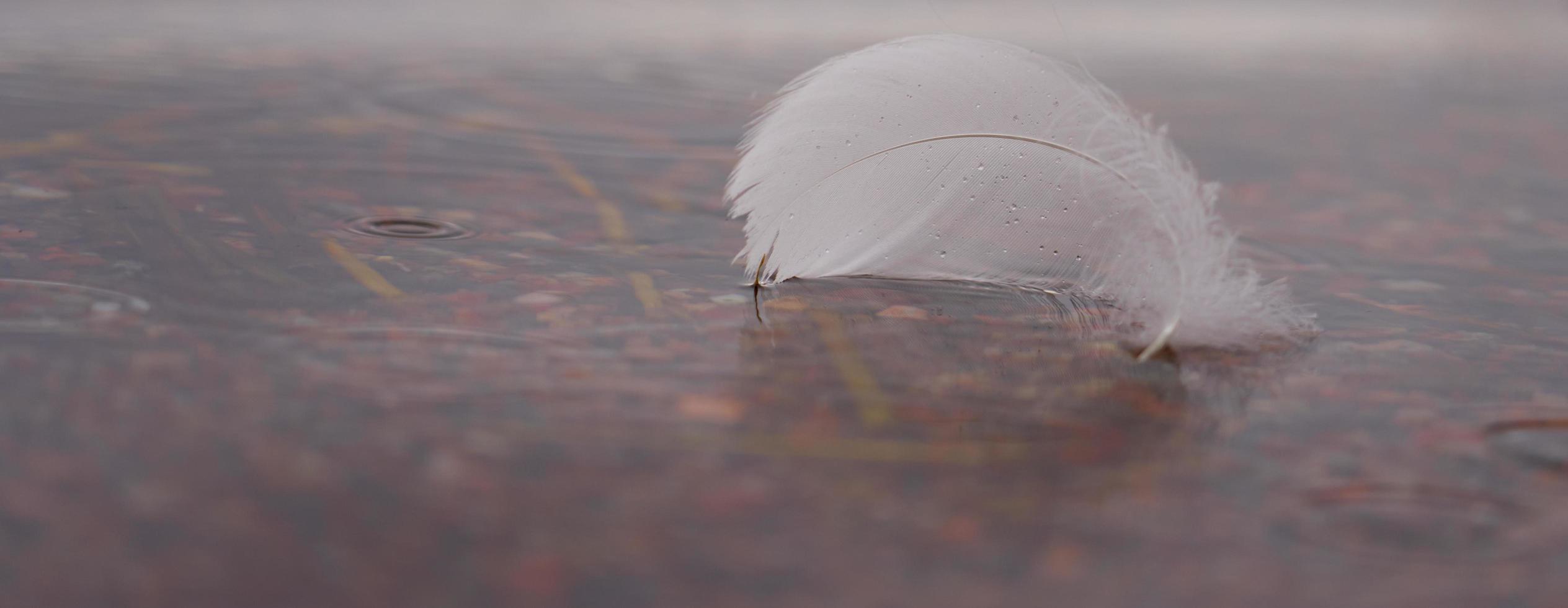 piuma di cigno bianco in acqua con spazio per il testo foto