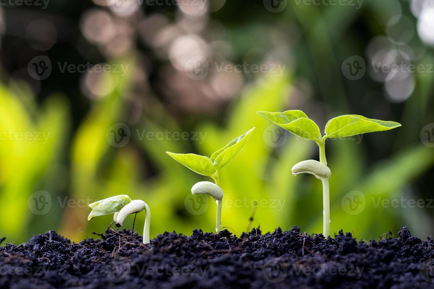 ordine di crescita delle piante giovani piante o alberi giovani su sfondo naturale foto