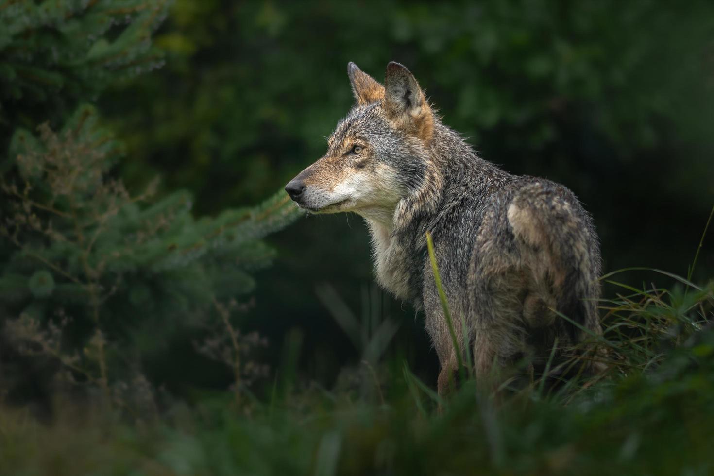 lupo nella foresta foto