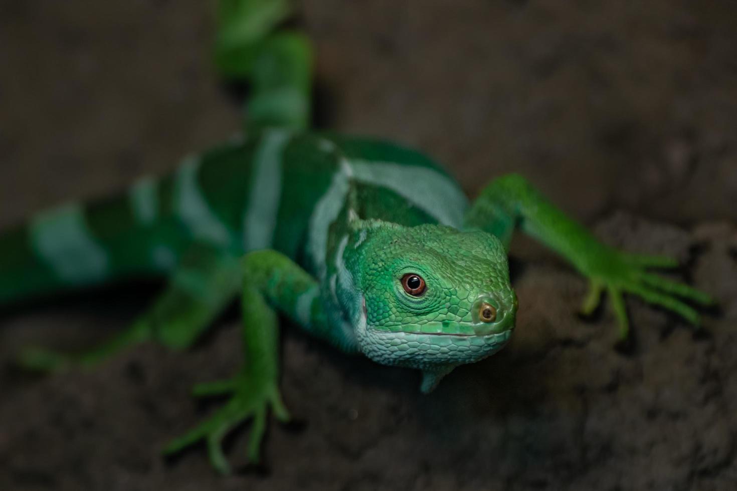 iguana fasciata delle Figi foto