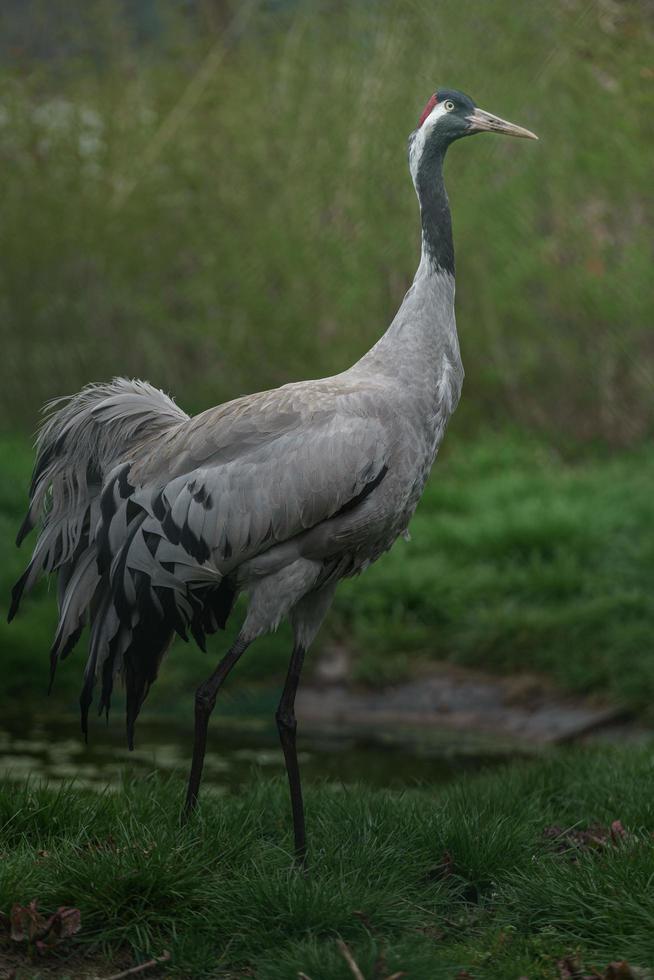 gru coronata rossa foto