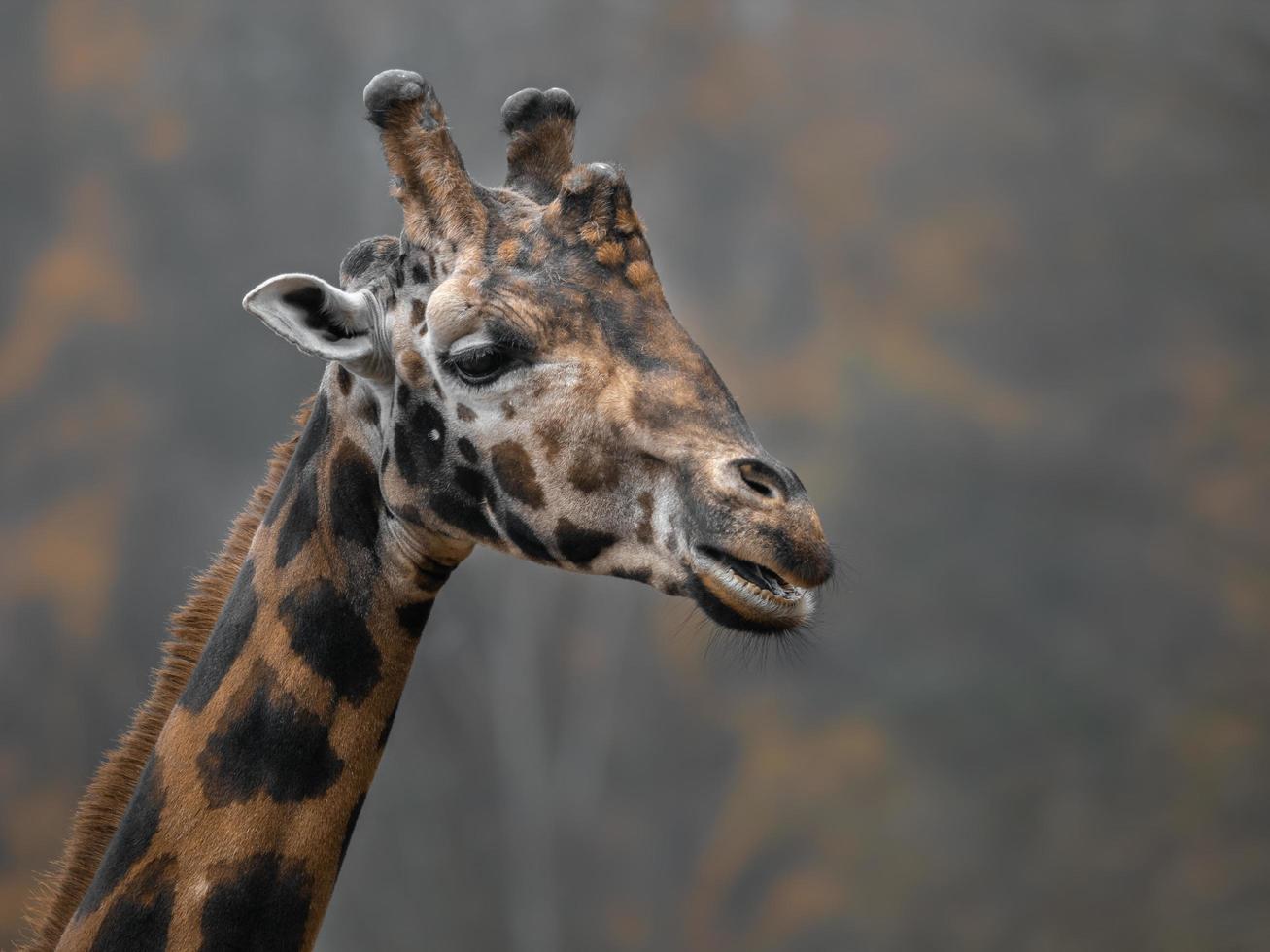 primo piano della giraffa settentrionale foto