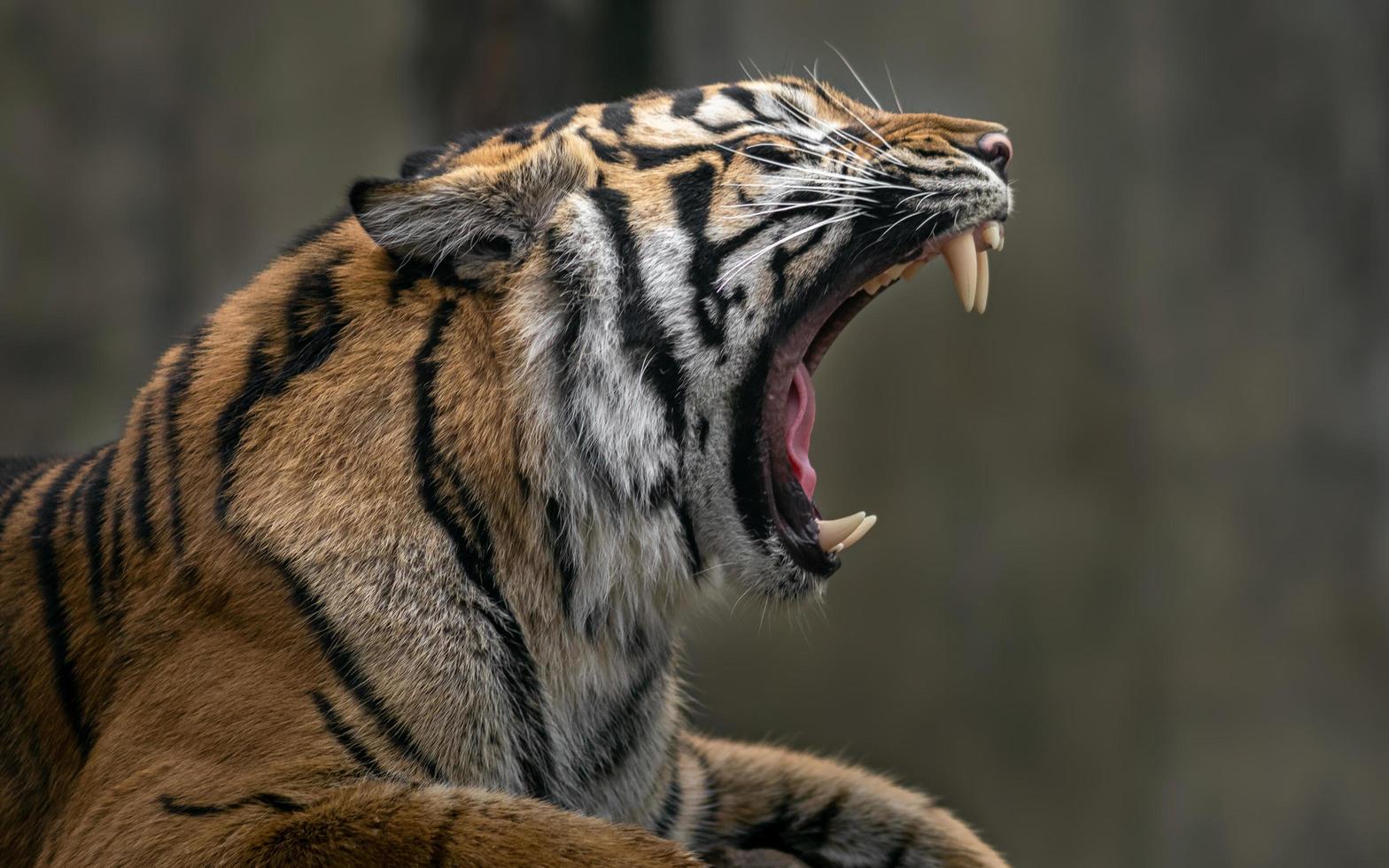 ritratto della tigre di Sumatra foto