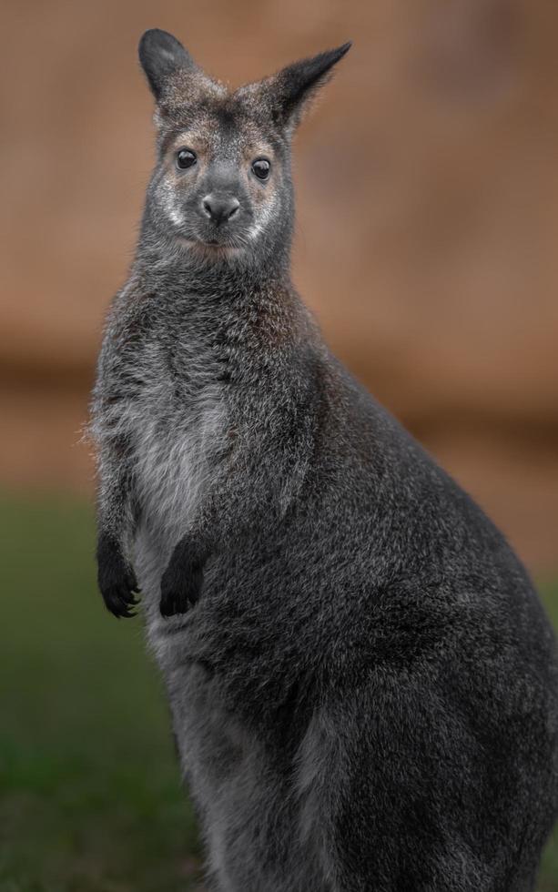 wallaby dal collo rosso foto