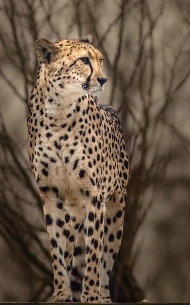 ritratto di ghepardo foto
