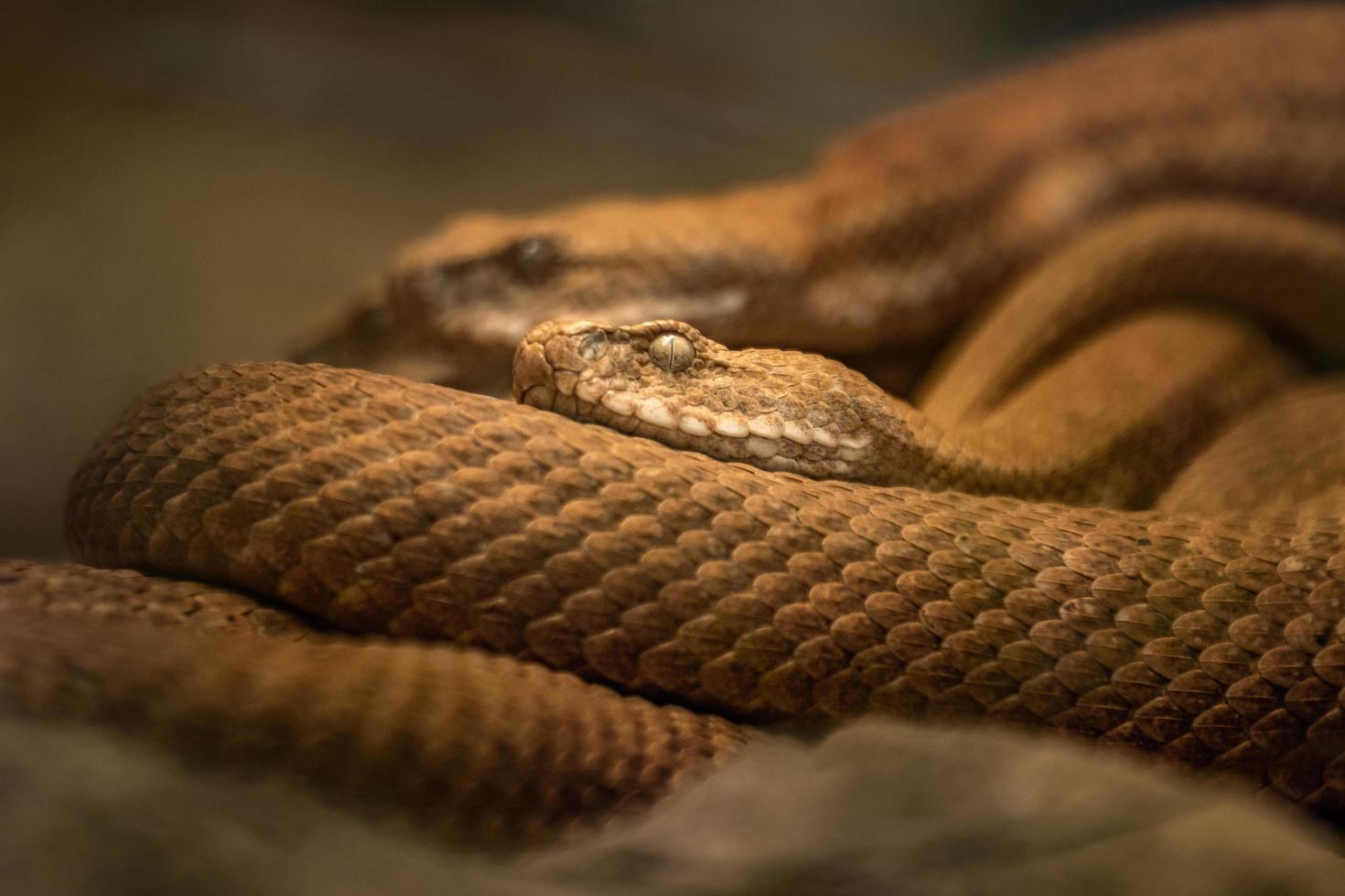 vipera dal naso smussato delle Cicladi foto