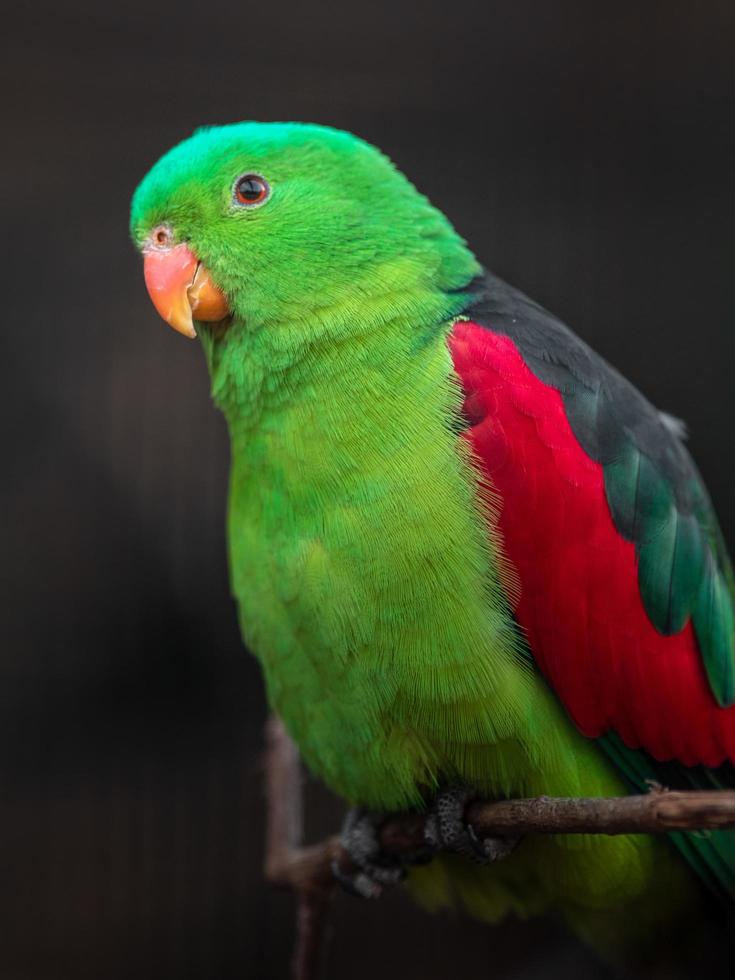 pappagallo alato rosso foto