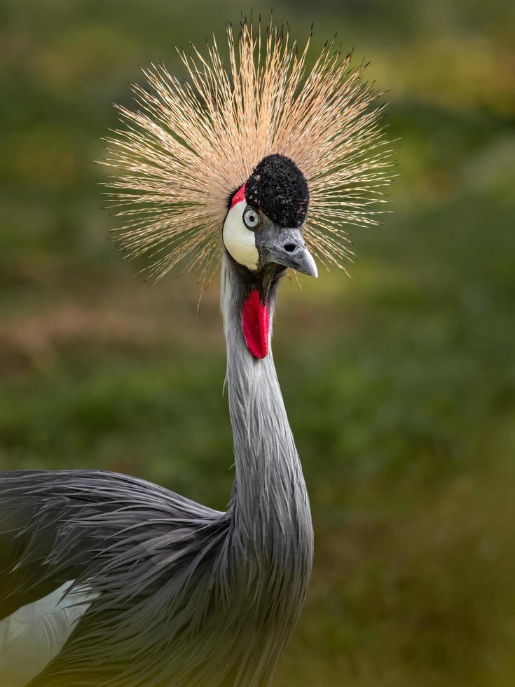 gru coronata grigia foto