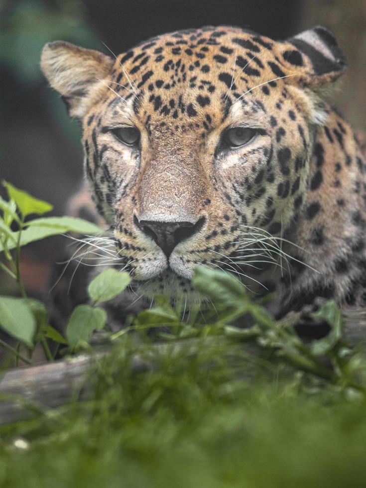 ritratto di leopardo persiano foto