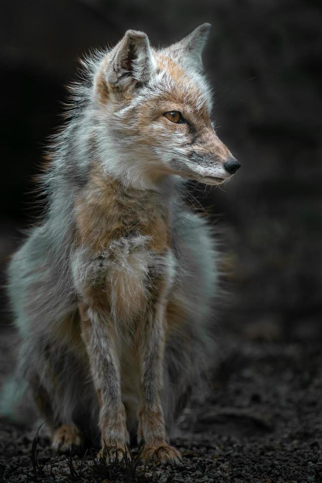 volpe corsac nello zoo foto