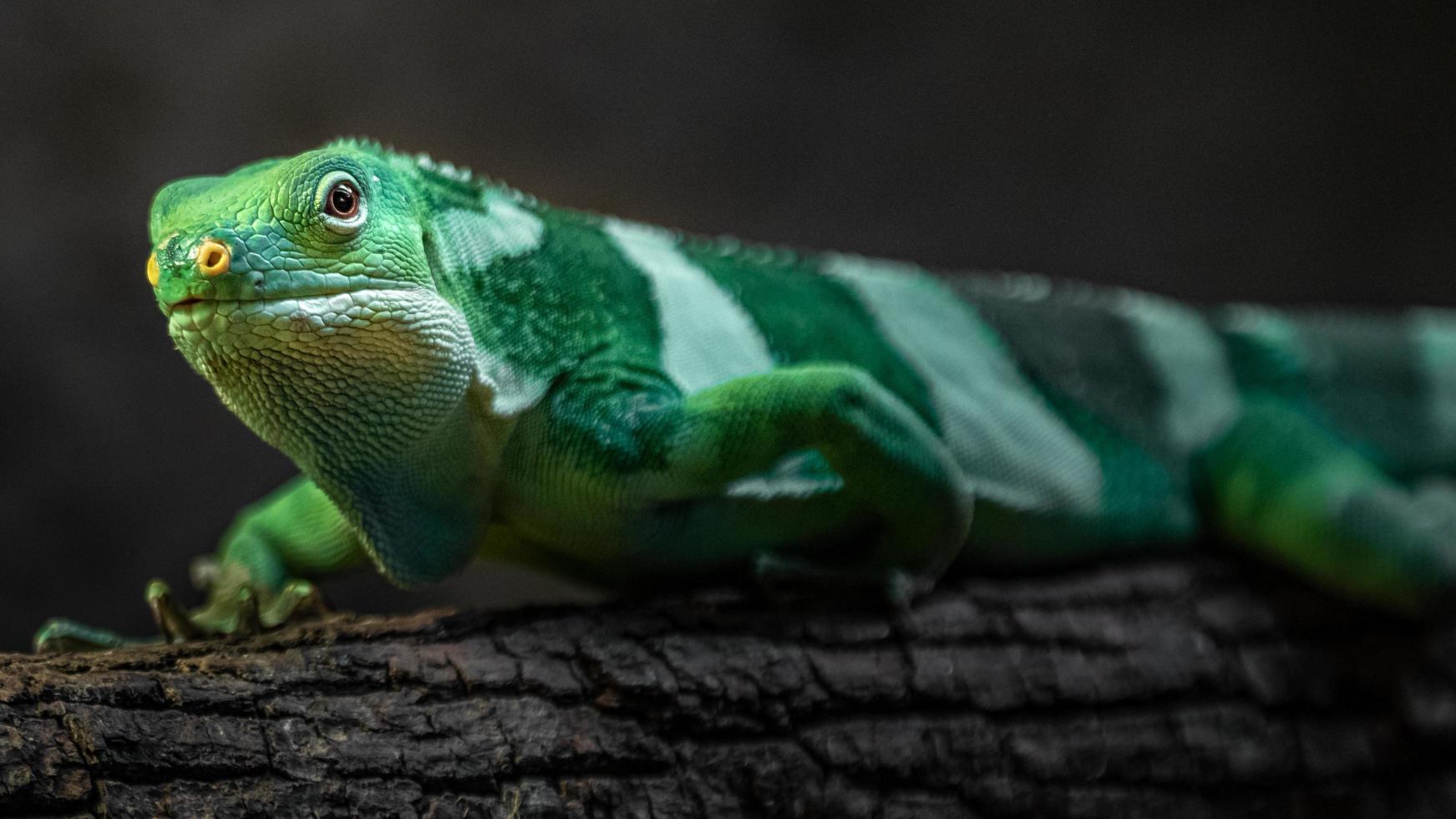 iguana fasciata delle Figi foto