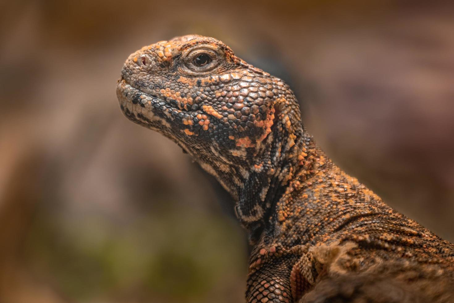 ritratto di uromastyx acanthinura foto