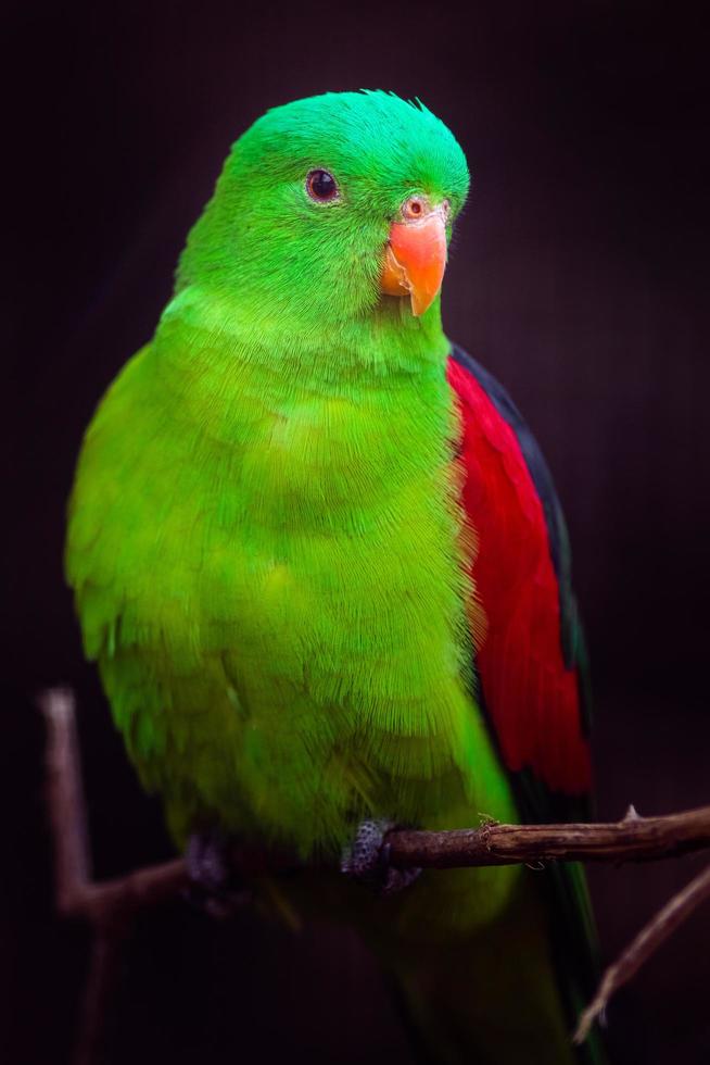 pappagallo alato rosso foto
