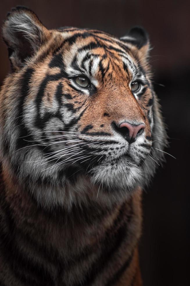 ritratto della tigre di Sumatra foto
