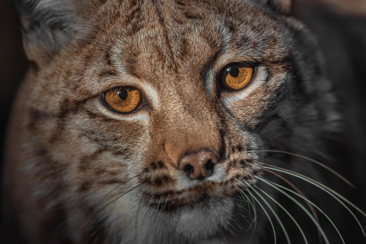 primo piano della lince euroasiatica foto