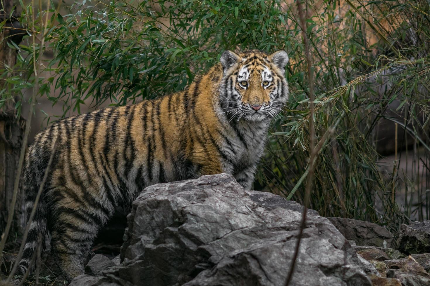 tigre siberiana nello zoo foto