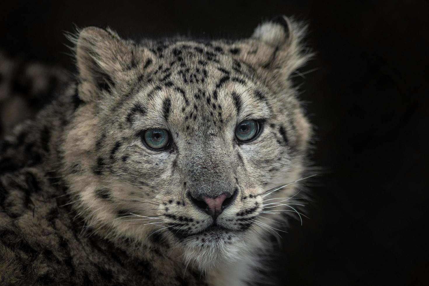 irbis leopardo delle nevi foto