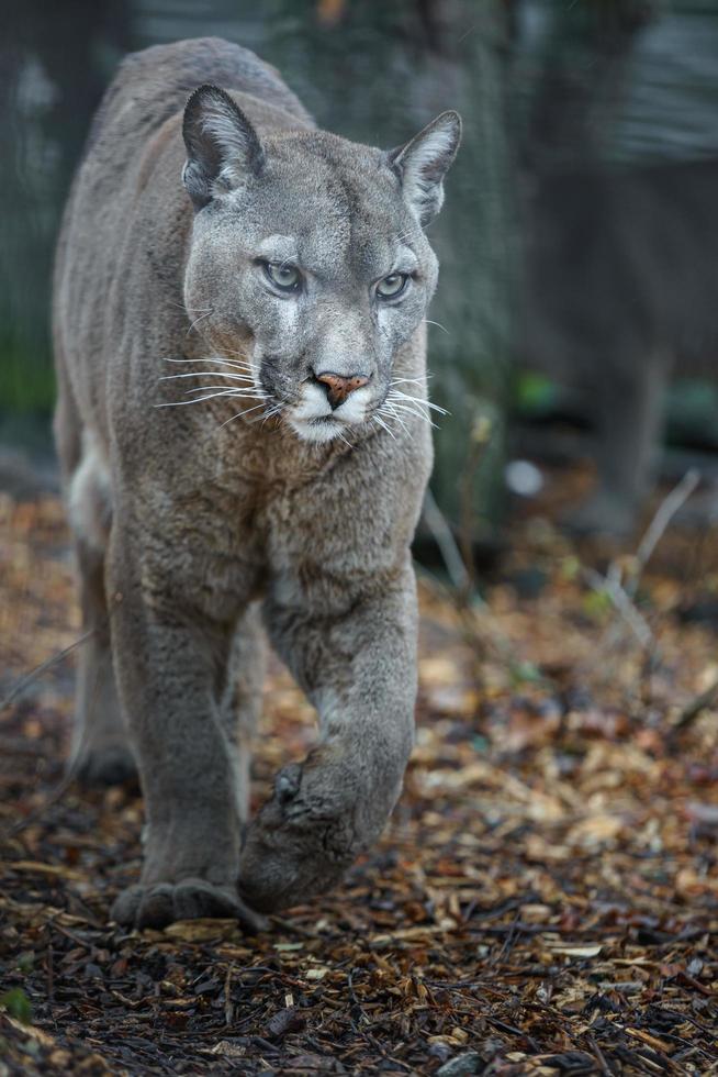 puma nello zoo foto