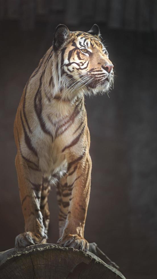 ritratto della tigre di Sumatra foto