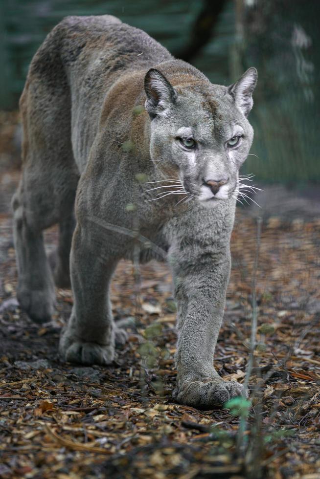 puma nello zoo foto