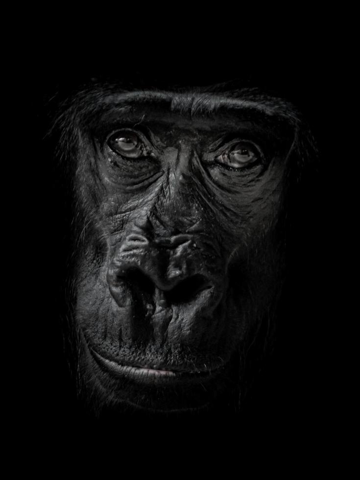 primo piano della gorilla occidentale foto