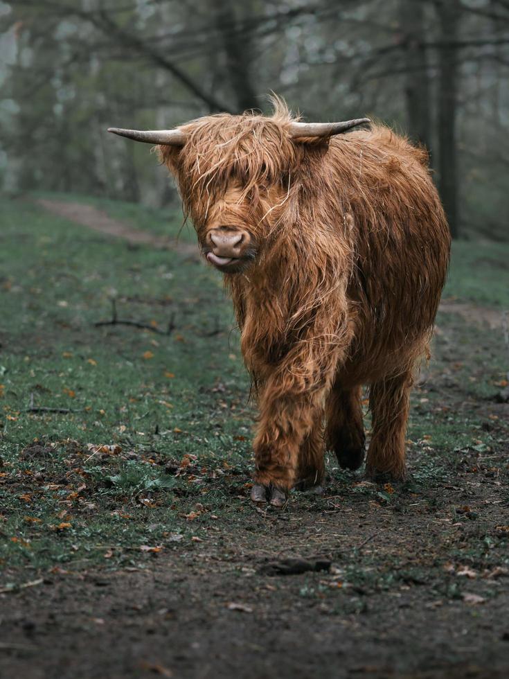 bestiame dell'altopiano sul prato foto