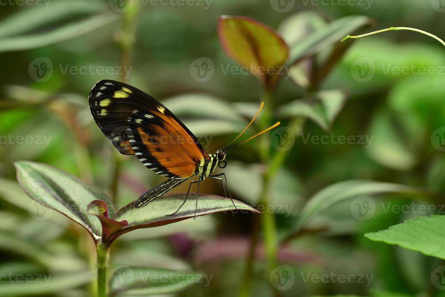 farfalla longwing tigre foto