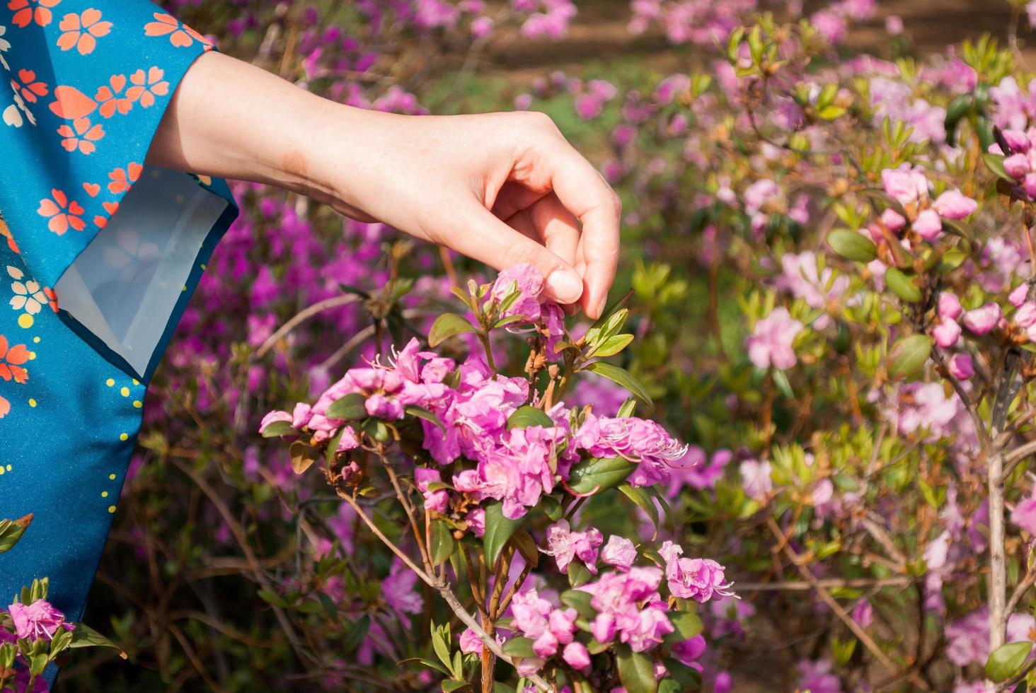 mano femminile che tocca i fiori rosa in fiore foto