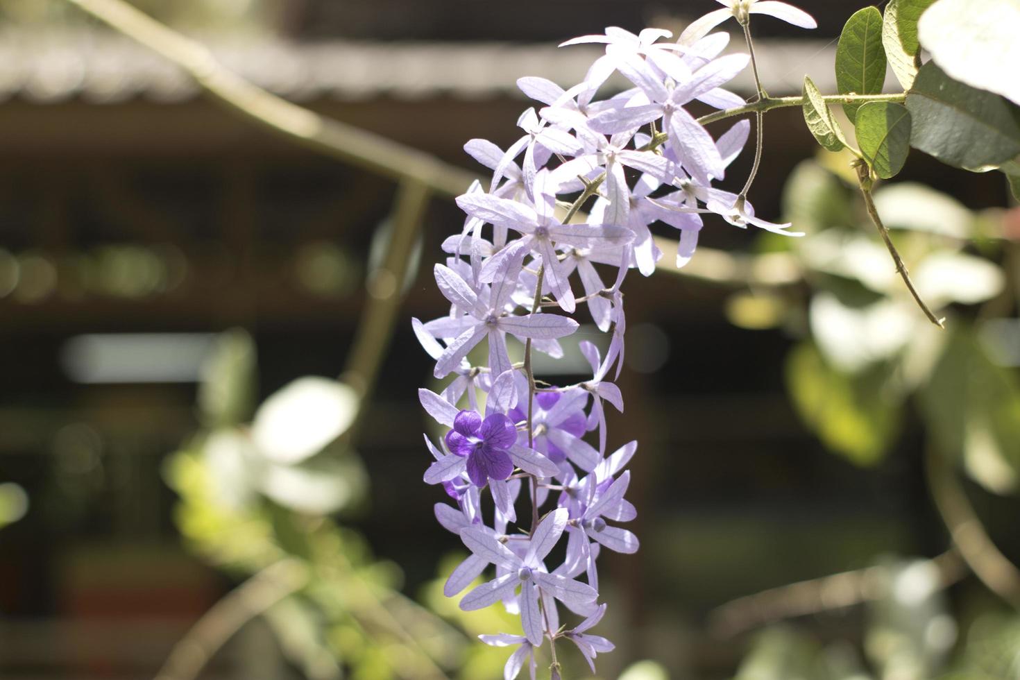 orchidee in giardino foto